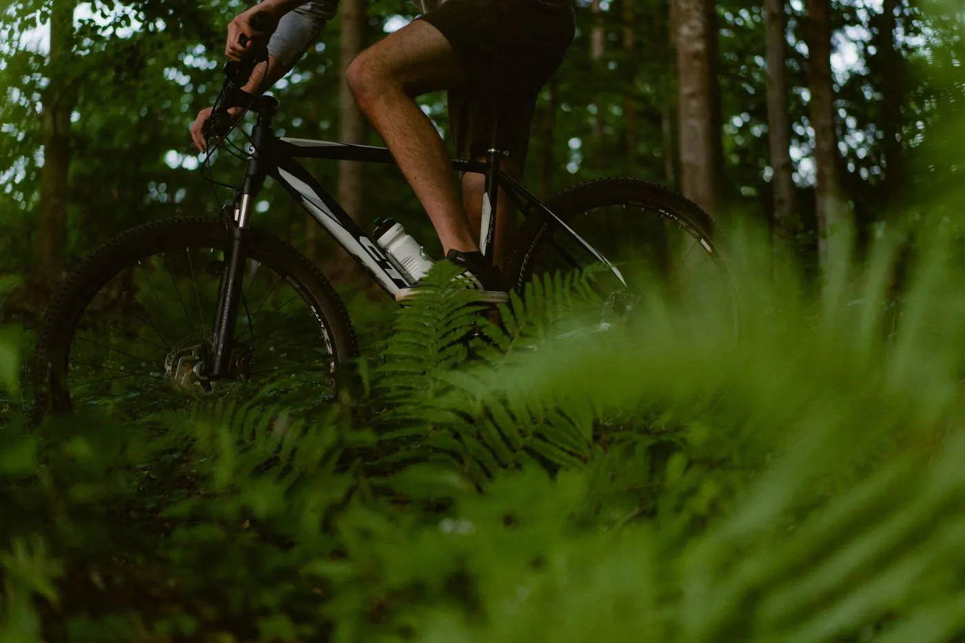 Cyklista projíždí singltrekem mezi kapradím